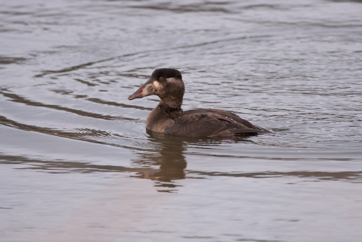 Surf Scoter - Andrew Brown