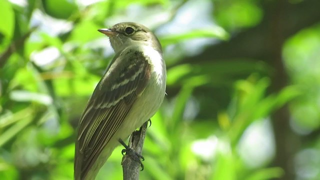  - Olivaceous Elaenia