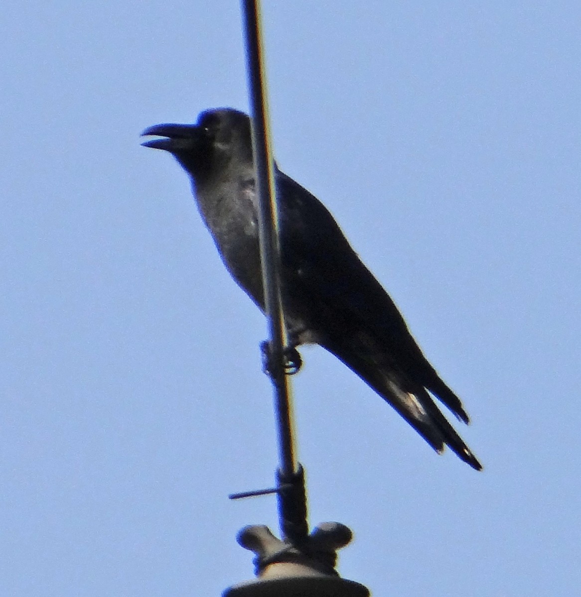 Large-billed Crow - kas dumroese