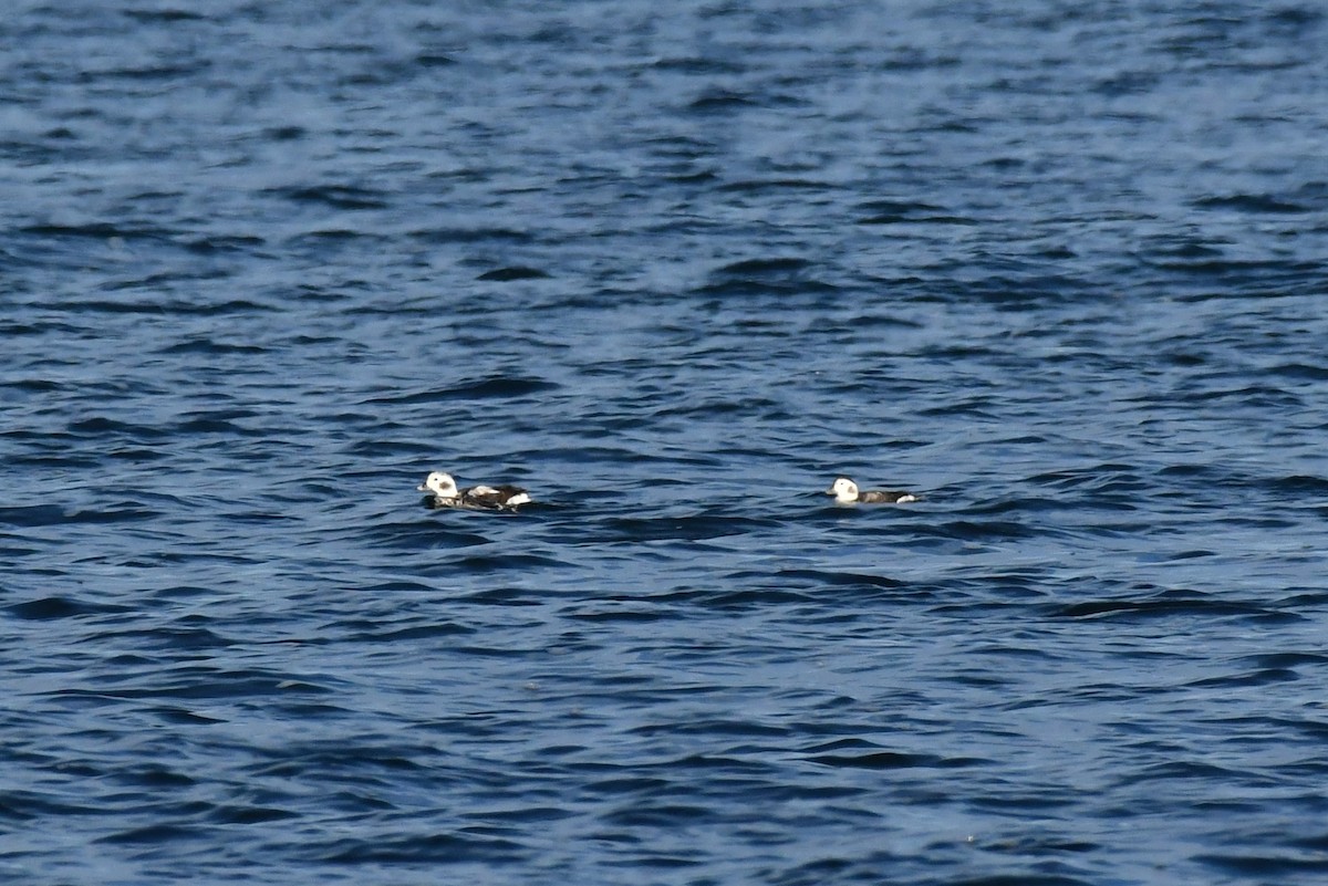 Long-tailed Duck - ML389544351
