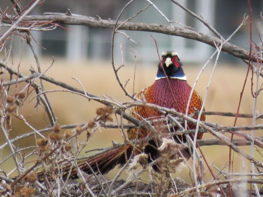 Ring-necked Pheasant - Cathy  Ross