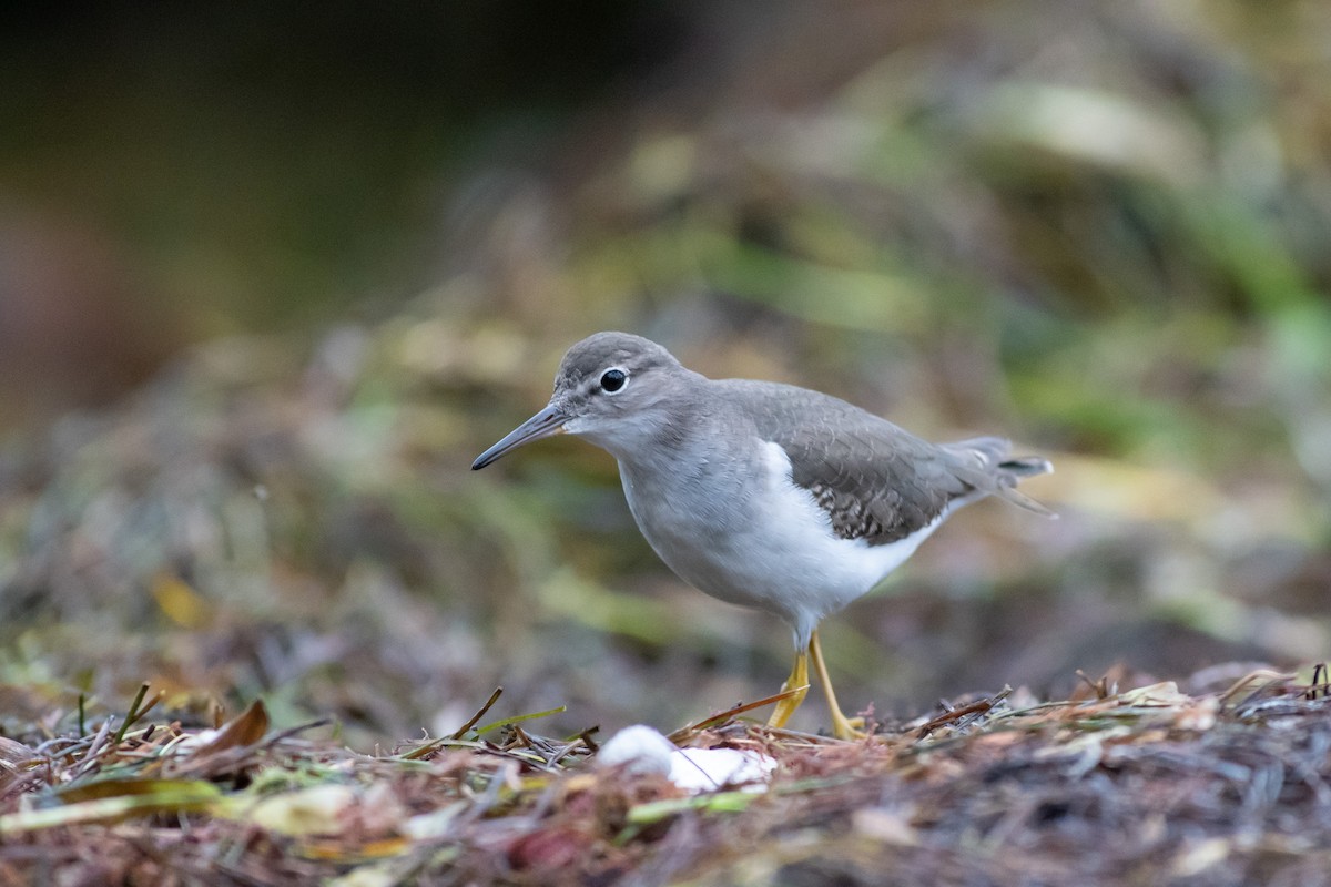 Spotted Sandpiper - Charles Thomas