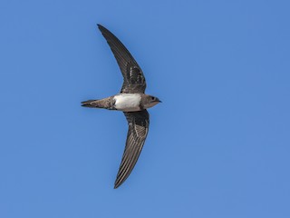 Alpine Swift - Tachymarptis melba - Birds of the World