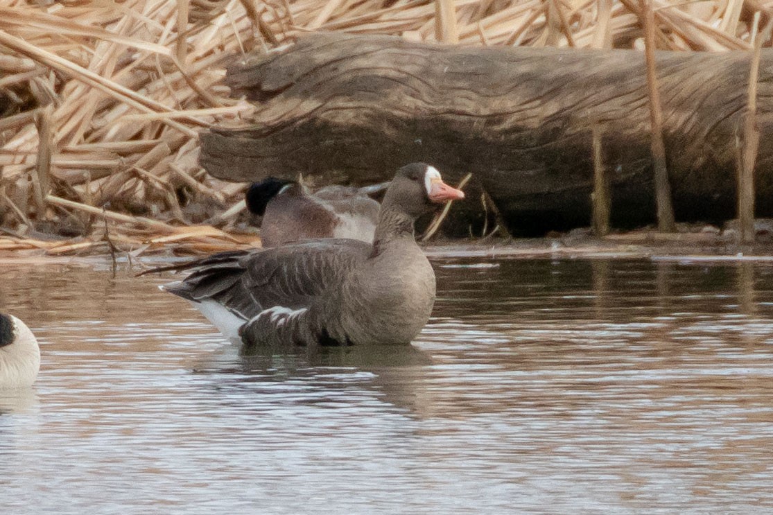 Greater White-fronted Goose - Adam Kaningher