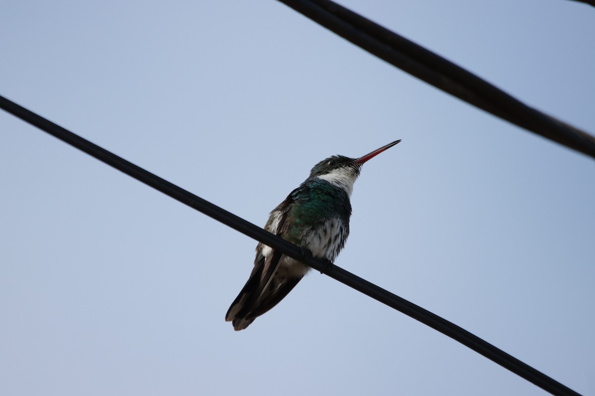 White-throated Hummingbird - Roberto Mainardi