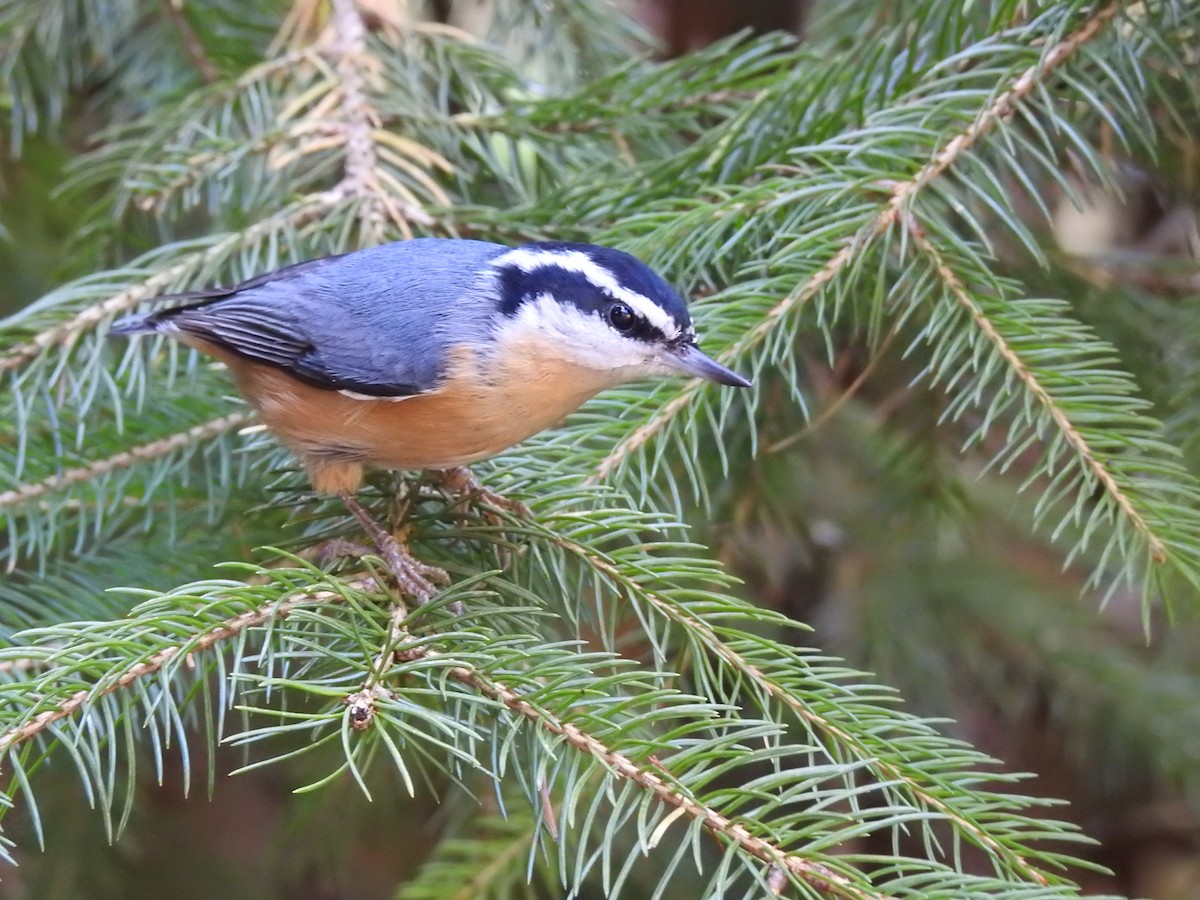 Red-breasted Nuthatch - ML38955571