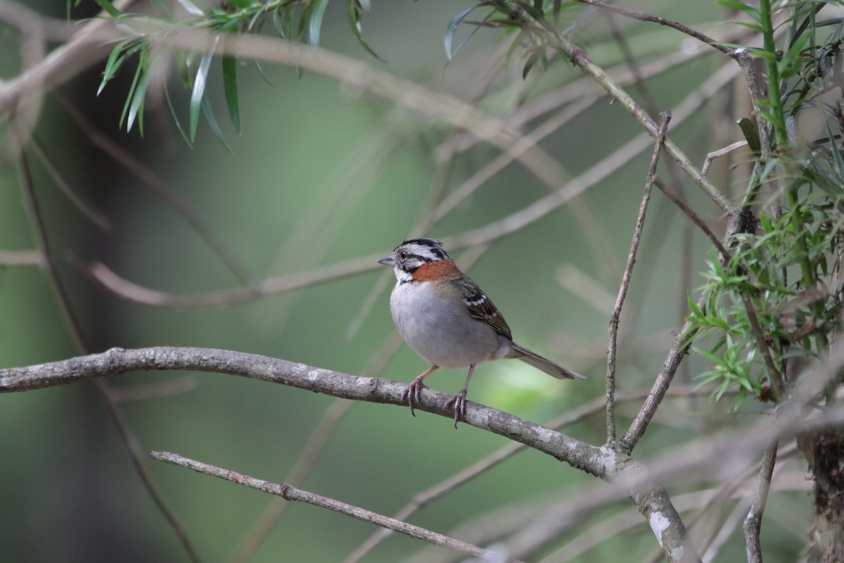 Rufous-collared Sparrow - ML389555941