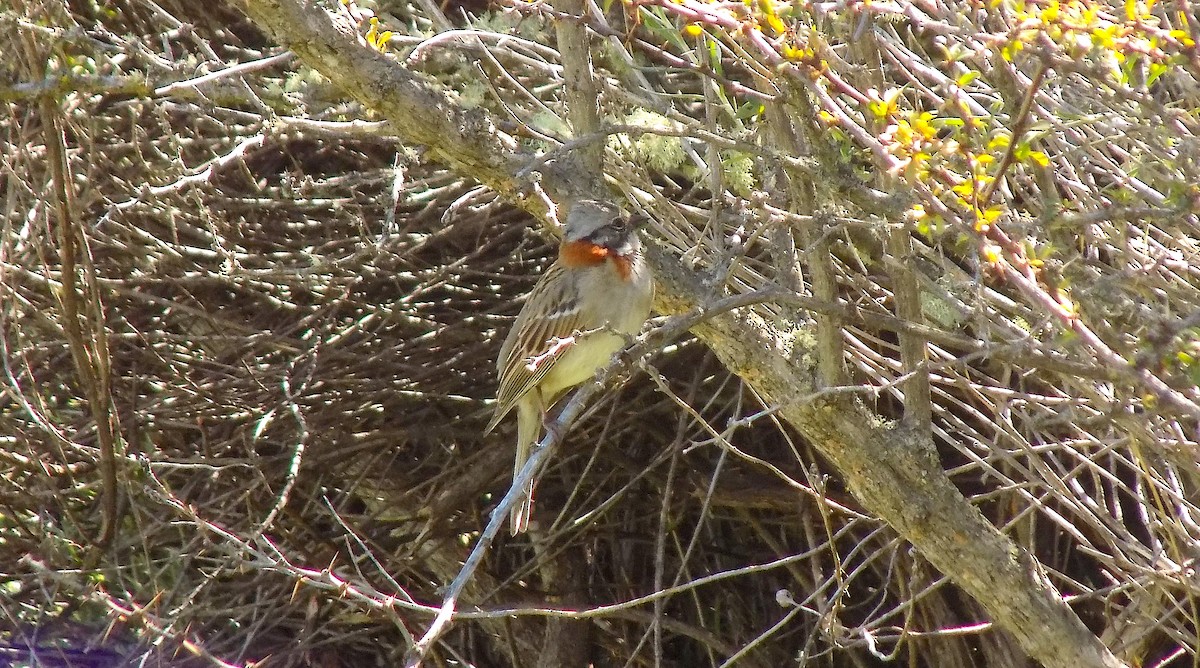 Rufous-collared Sparrow - ML389559181