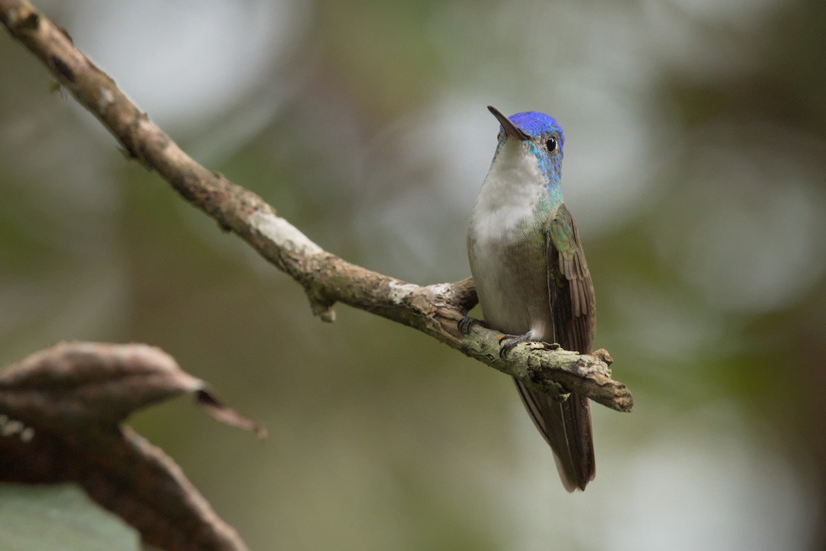 Azure-crowned Hummingbird (Azure-crowned) - ML389560281