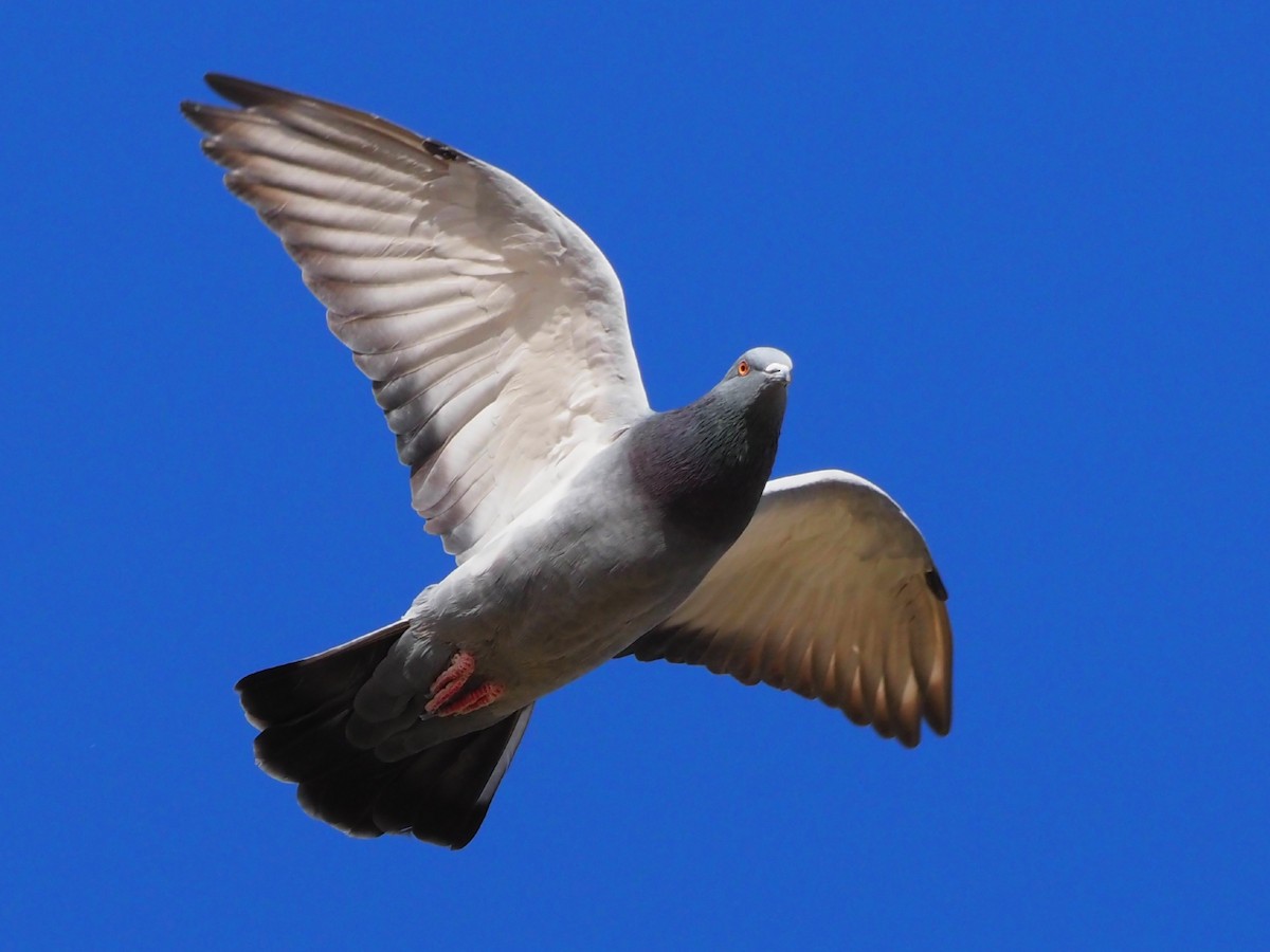 Rock Pigeon (Feral Pigeon) - ML389560531