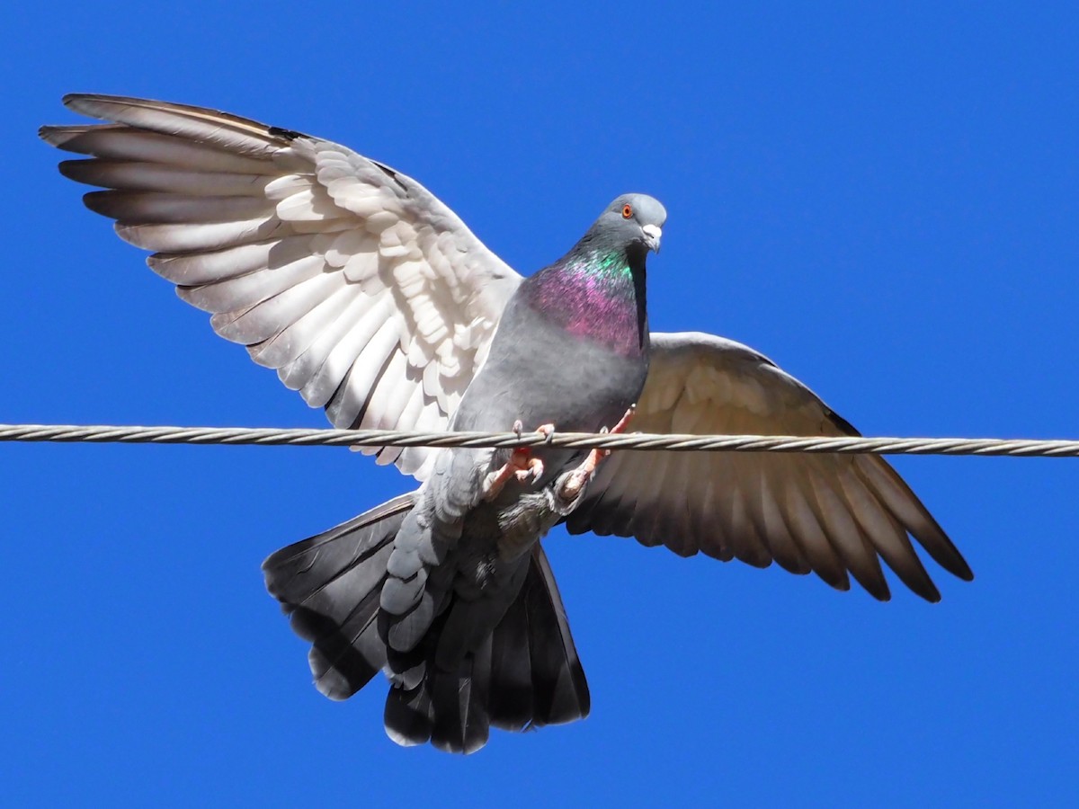 Rock Pigeon (Feral Pigeon) - Leslie S