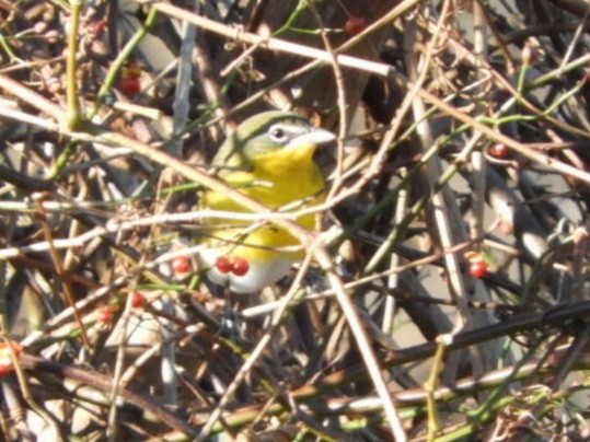 Yellow-breasted Chat - ML389583551
