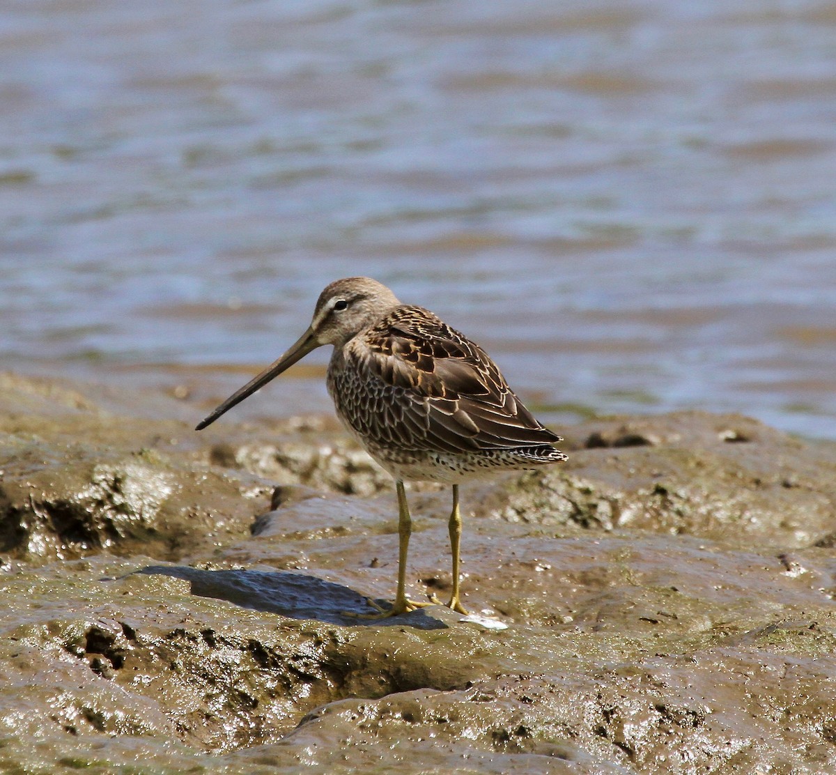 Long-billed Dowitcher - ML38958471