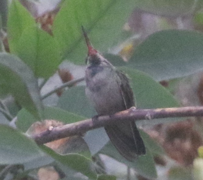 Broad-billed Hummingbird - ML389589321