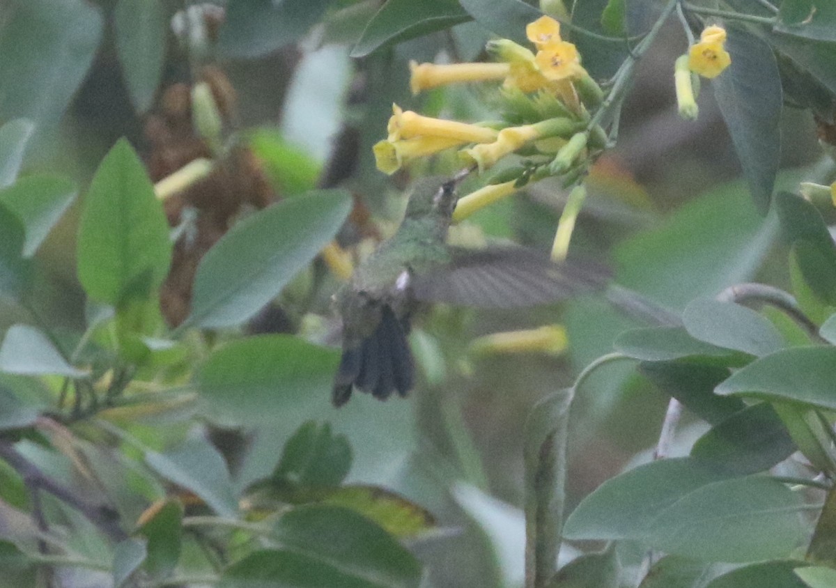 Broad-billed Hummingbird - ML389589561