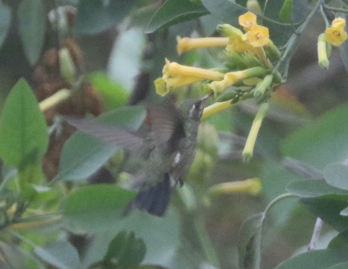 Broad-billed Hummingbird - ML389589641