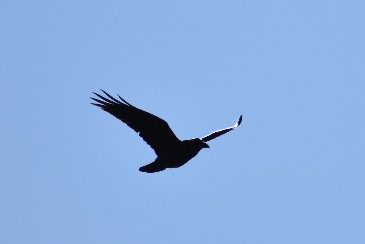 Common Raven - ML389592661