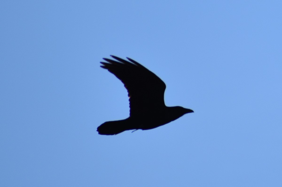 Common Raven - ML389592701