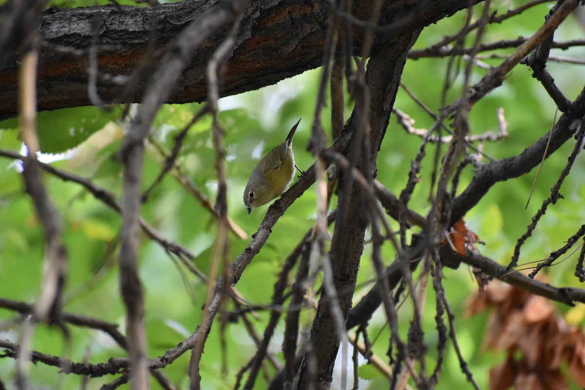 Orange-crowned Warbler - ML389593081