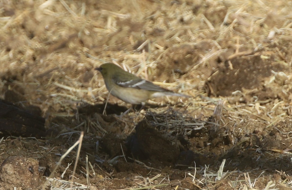 Bay-breasted Warbler - logan kahle