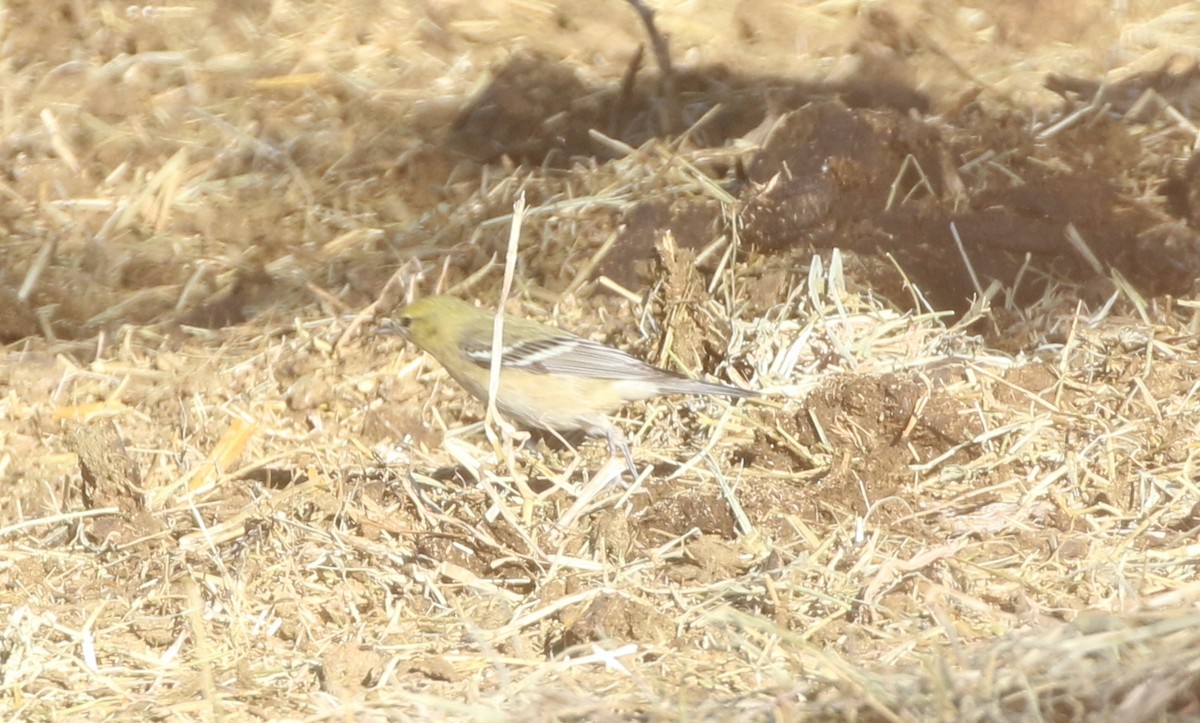 Bay-breasted Warbler - ML389596281