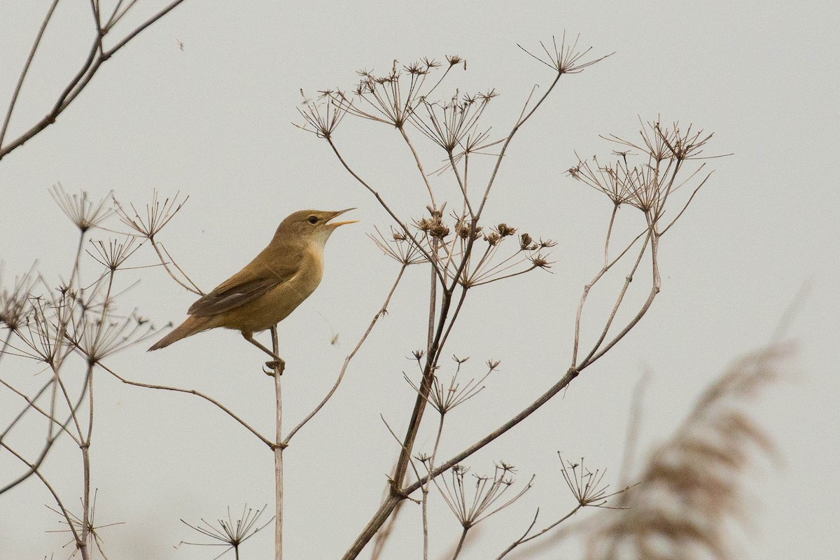 Common Reed Warbler - ML38959871