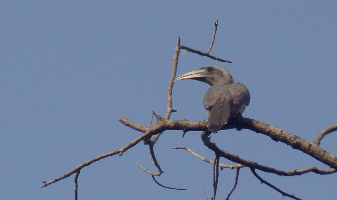 Indian Gray Hornbill - Kishore P