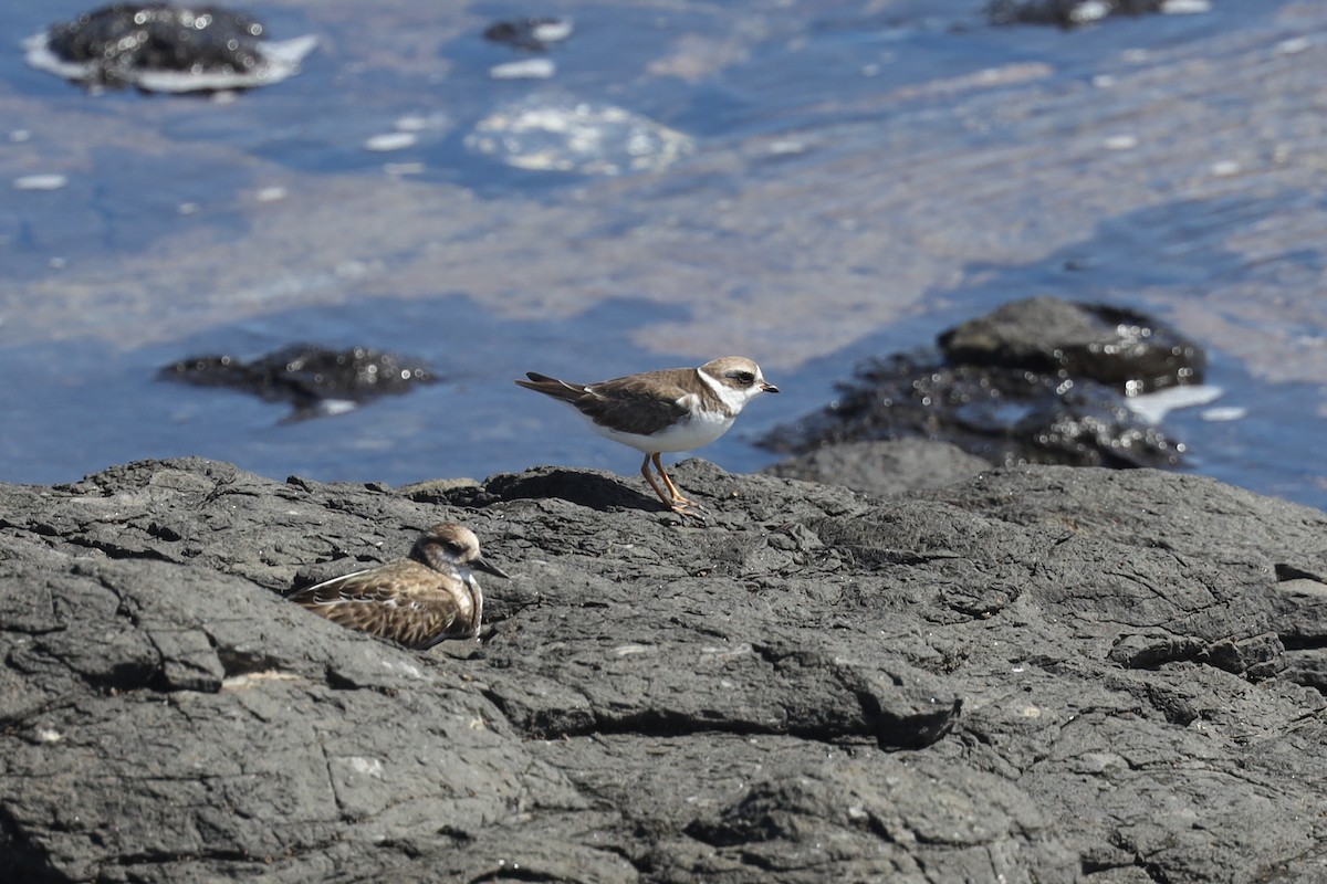Semipalmated Plover - ML389602401