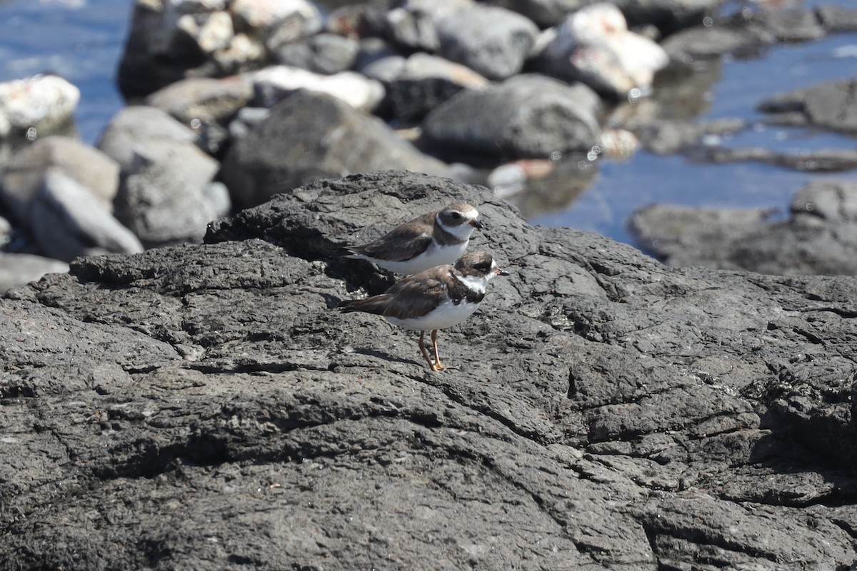 Semipalmated Plover - ML389602421