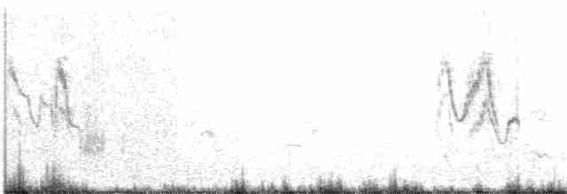Lavandera Blanca (leucopsis) - ML38961151