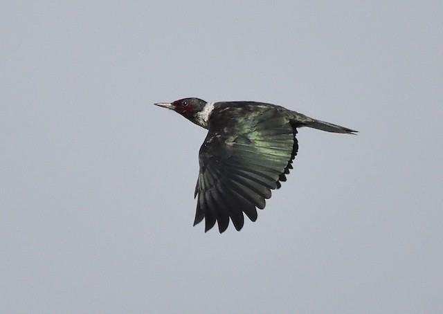 Lewis's Woodpecker