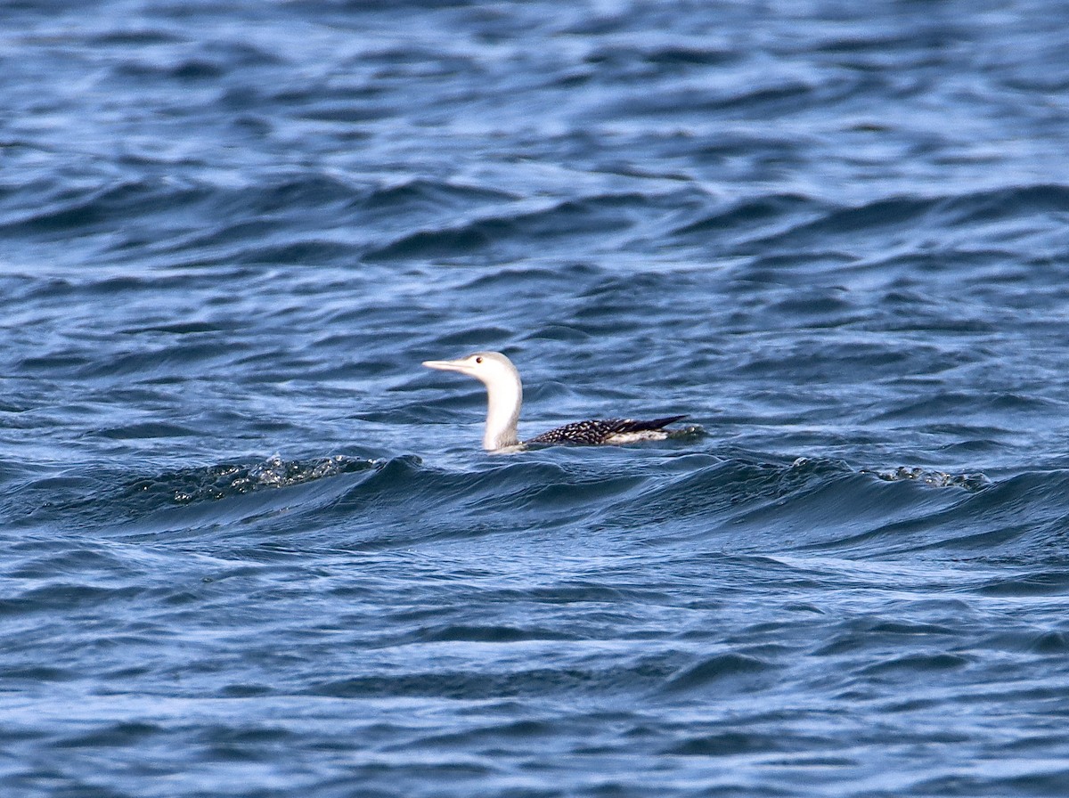 Red-throated Loon - ML389613911