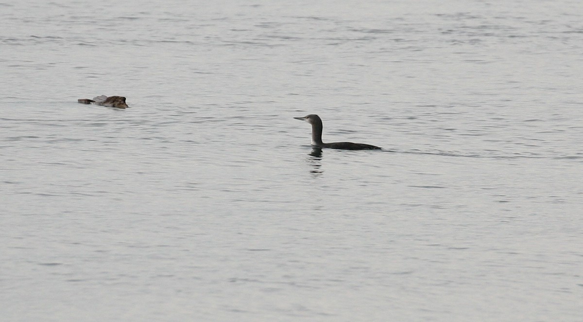 Red-throated Loon - ML389614271