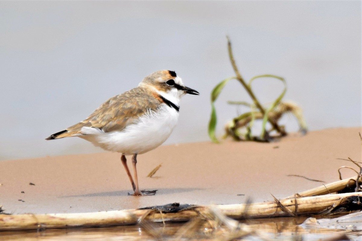 Collared Plover - ML389618461