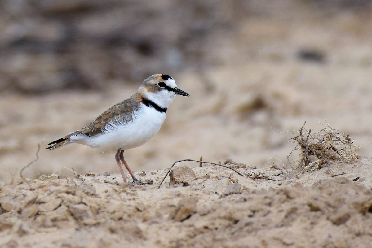 Collared Plover - ML389618481