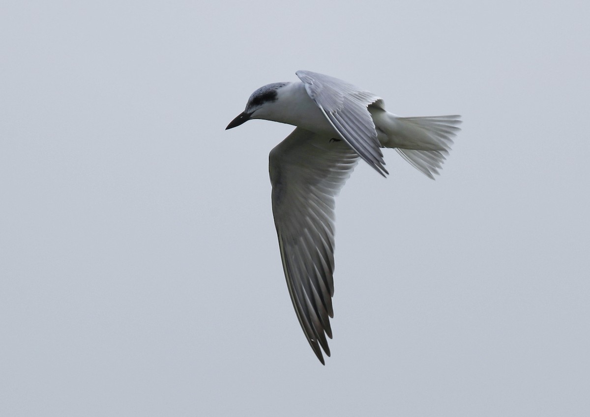 Gull-billed Tern - 浙江 重要鸟讯汇整