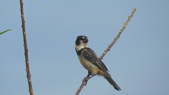 Rusty-collared Seedeater - ML389628931