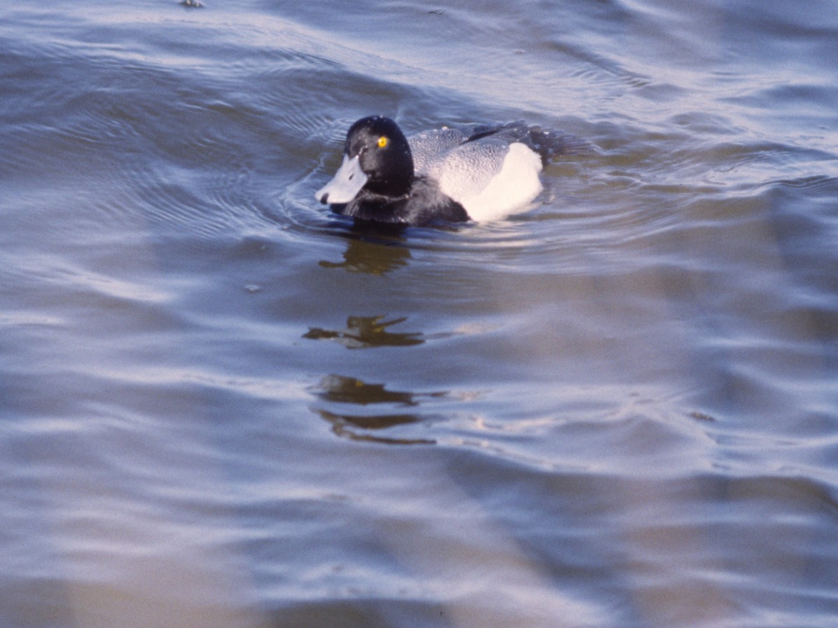 Greater Scaup - ML389631201