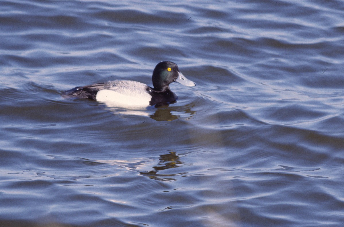 Greater Scaup - ML389631211