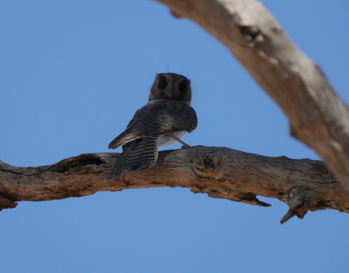 Australian Owlet-nightjar - Frank Coman
