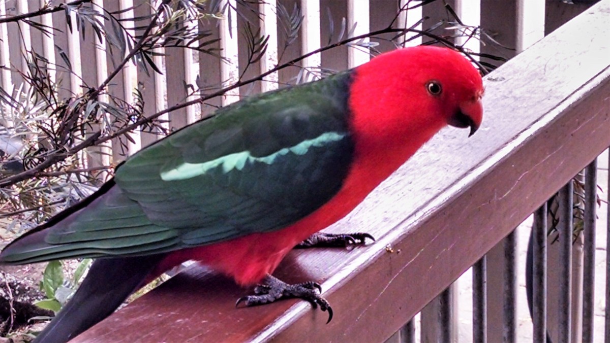 Australian King-Parrot - ML389636871