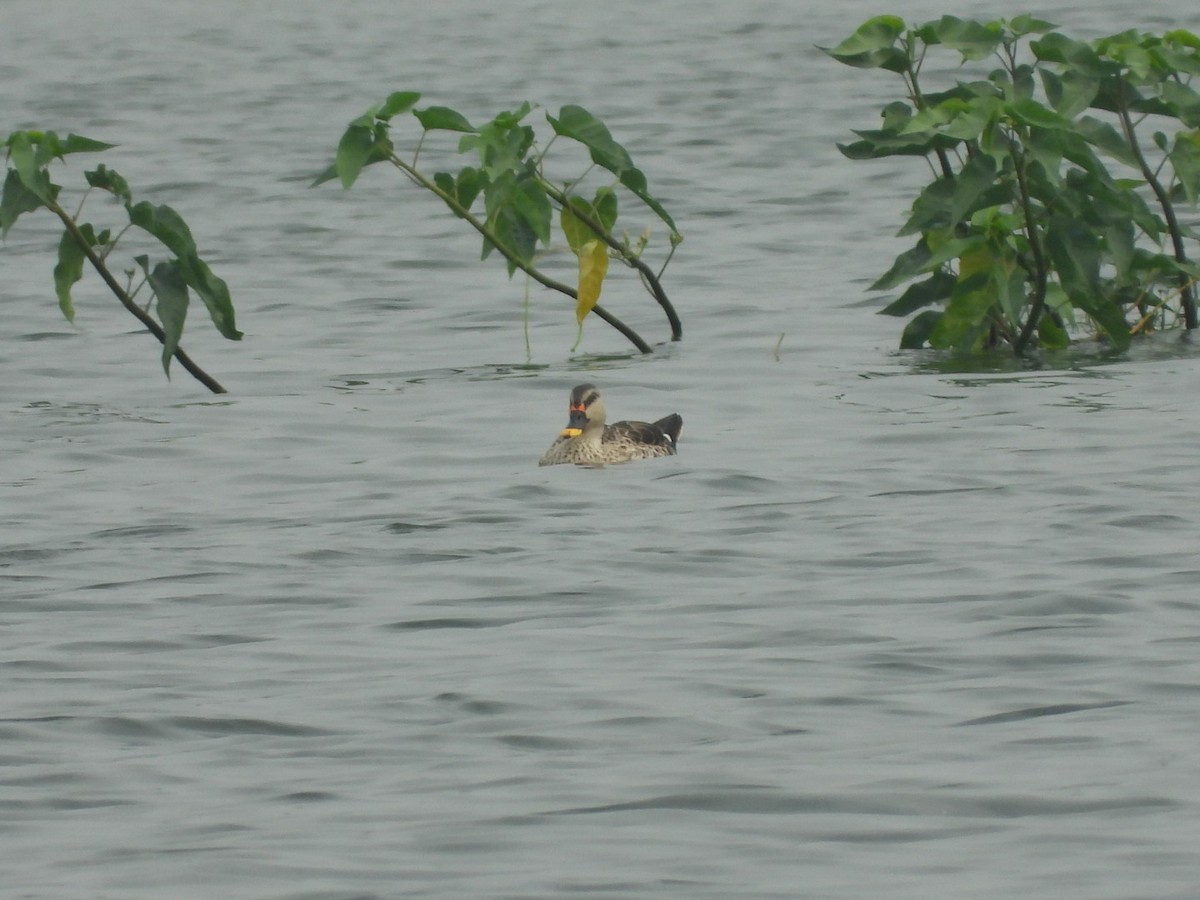 Indian Spot-billed Duck - ML389647421