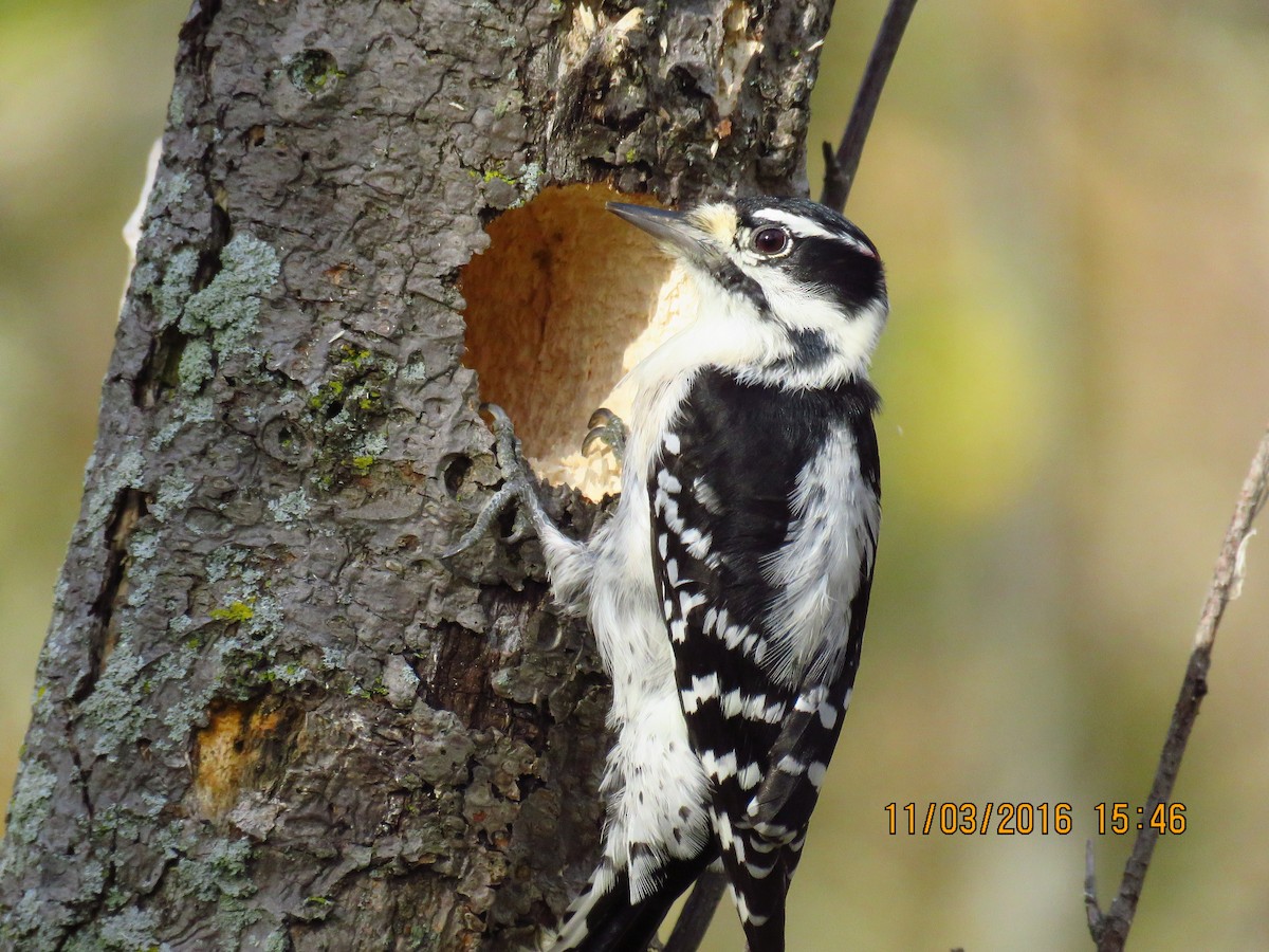 Downy Woodpecker - ML38964751