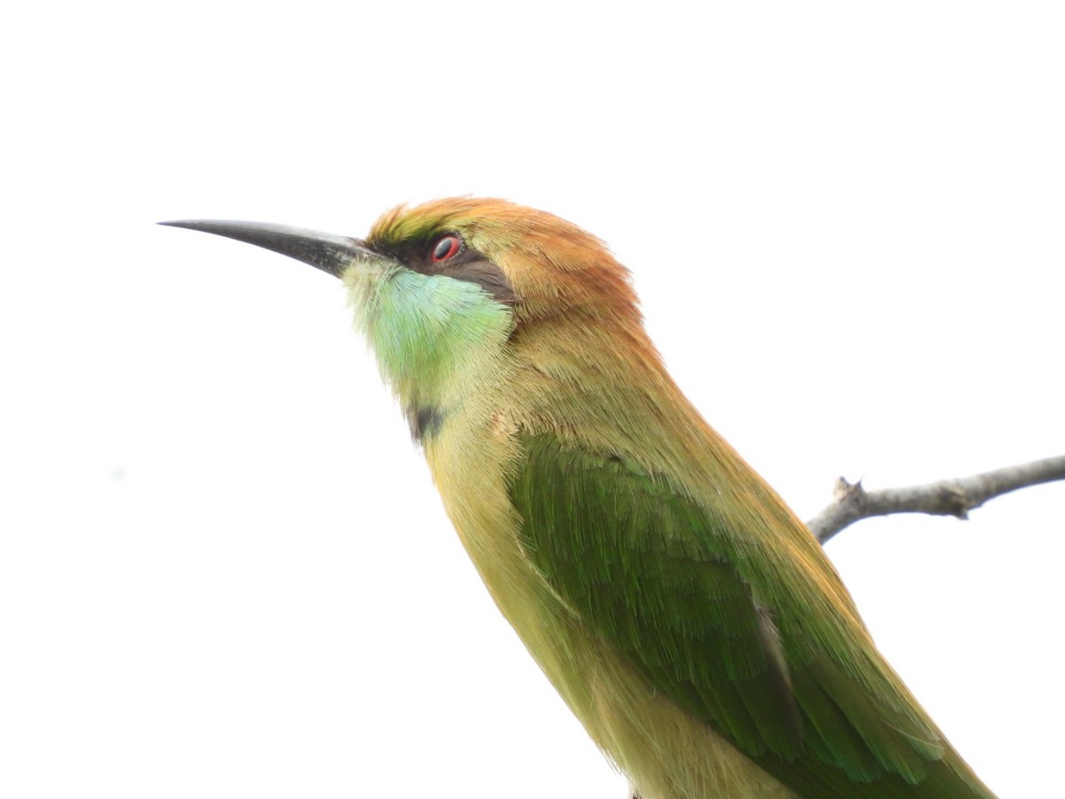 Asian Green Bee-eater - ML389653571