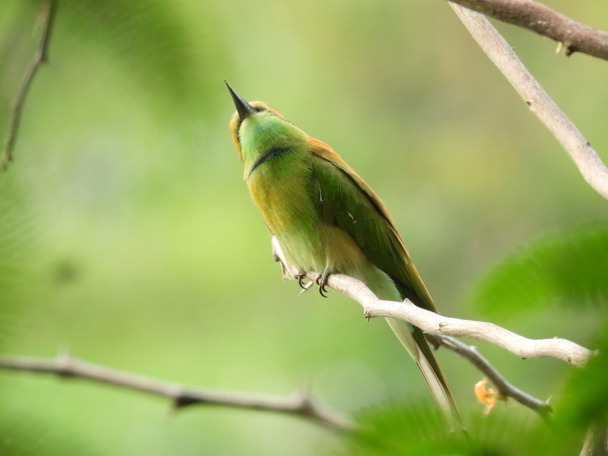 Asian Green Bee-eater - ML389653581