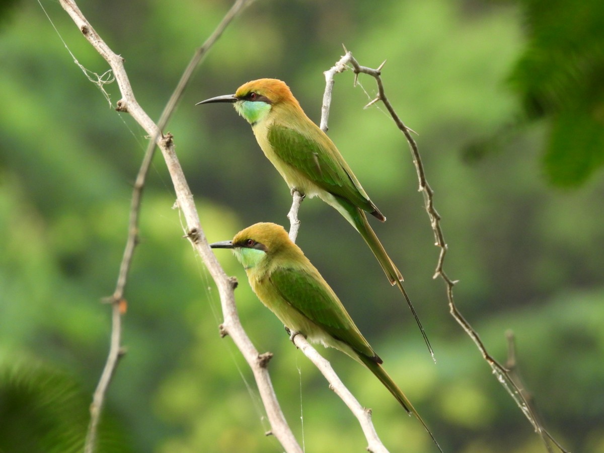 Asian Green Bee-eater - ML389653601