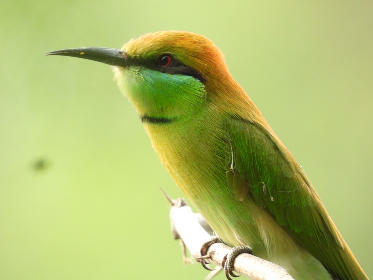 Asian Green Bee-eater - ML389653621