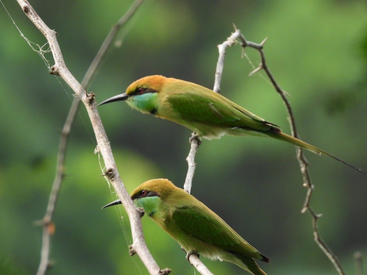 Asian Green Bee-eater - ML389653631
