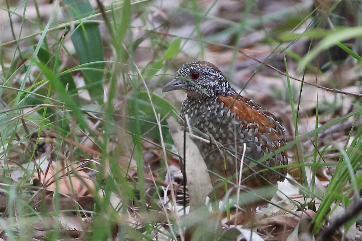 eBird Checklist - 21 Nov 2021 - Berrinba Wetlands - 61 species