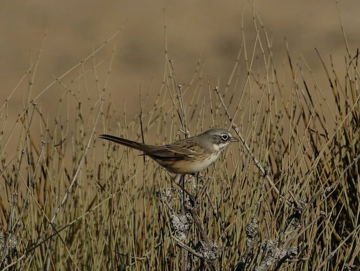 Bell's Sparrow (canescens) - David Diller